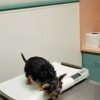 Walnut Valley Animal Hospital ico
