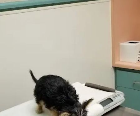 Walnut Valley Animal Hospital