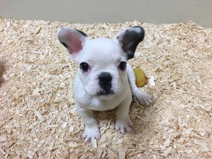The Pet Shop Picture 6