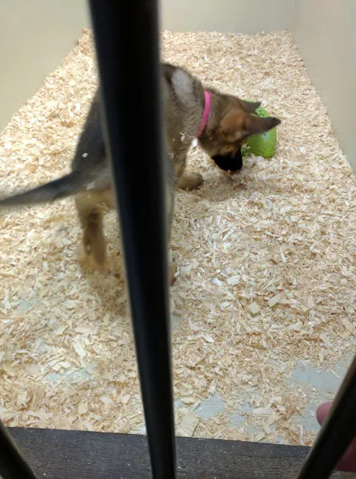 The Pet Shop Picture 4