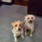 Banfield Pet Hospital