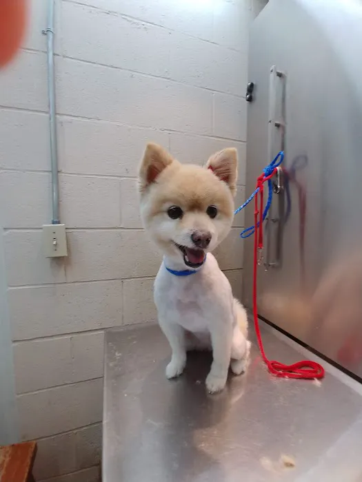 Animal Hospital of Walnut Picture 2