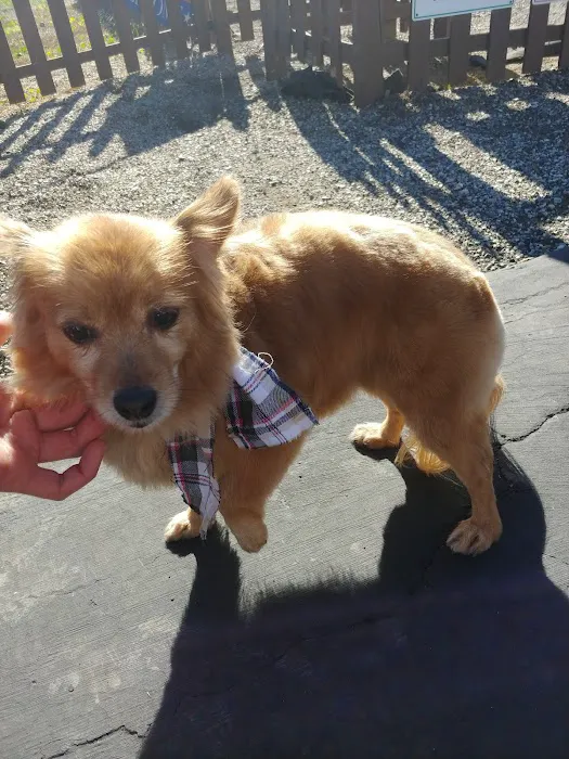 Animal Hospital of Walnut Picture 6
