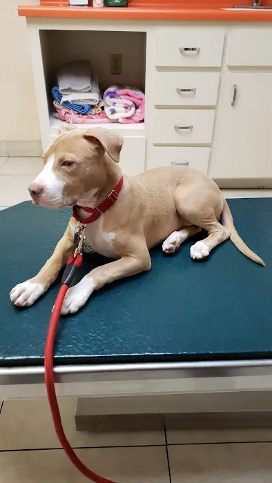 Animal Hospital of Walnut Picture 7
