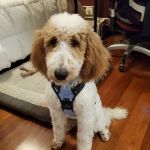 Trifecta K9