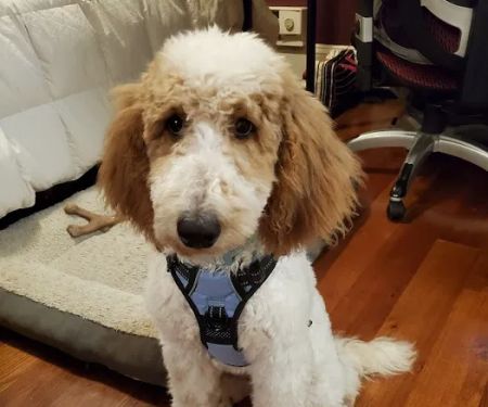 Trifecta K9