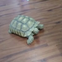 Dart Frogs To Dogs ico