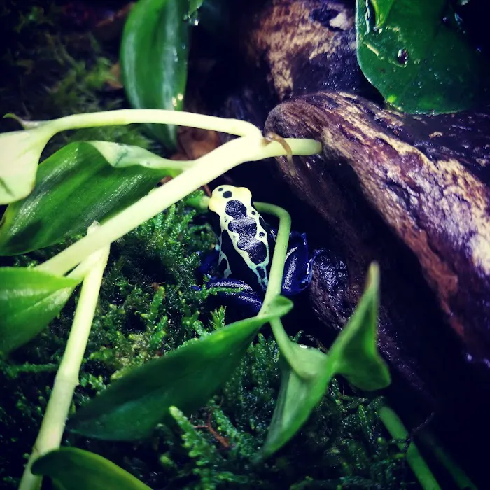 Dart Frogs To Dogs Picture 9
