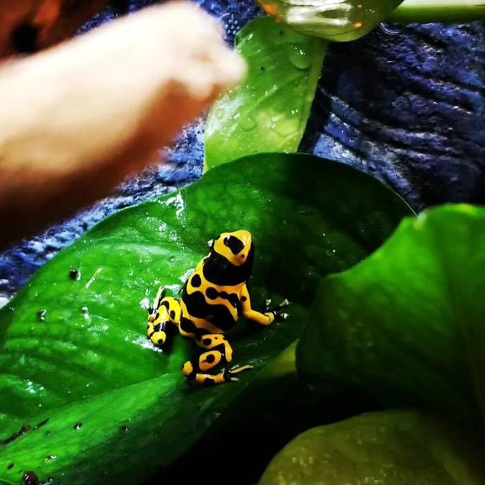 Dart Frogs To Dogs Picture 4
