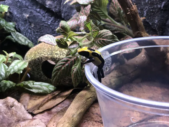 Dart Frogs To Dogs Picture 6
