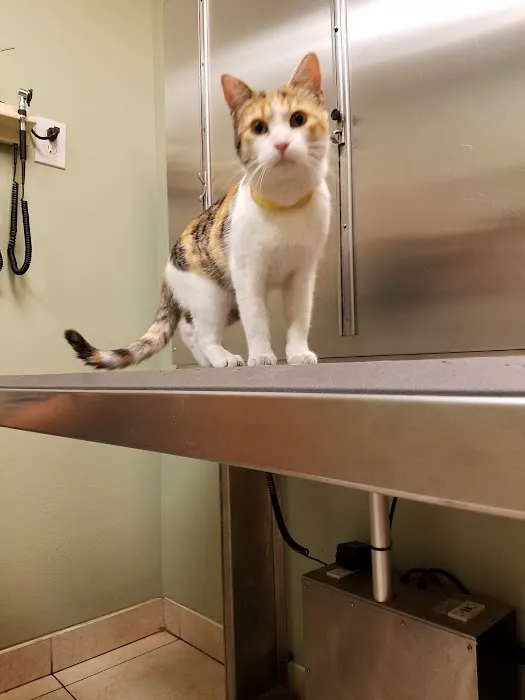 Village Animal Hospital Picture 1