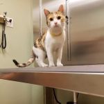 Village Animal Hospital