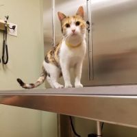 Village Animal Hospital ico