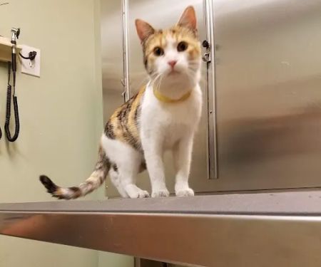 Village Animal Hospital