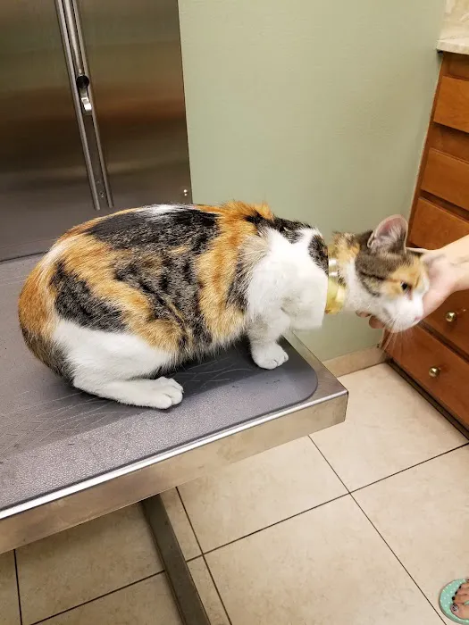 Village Animal Hospital Picture 3