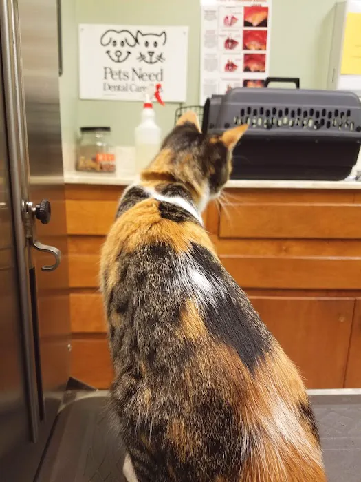 Village Animal Hospital Picture 6