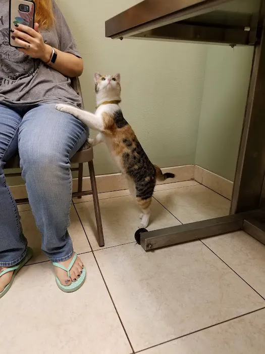 Village Animal Hospital Picture 2