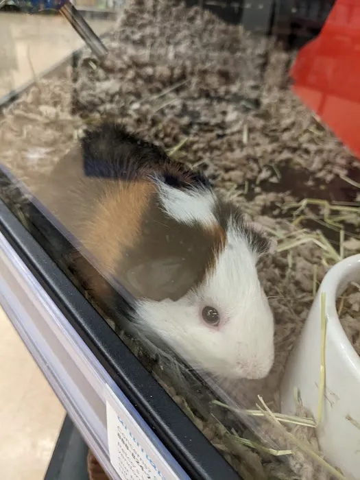 Petco Picture 9