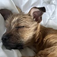 East Valley Emergency Pet Clinic ico