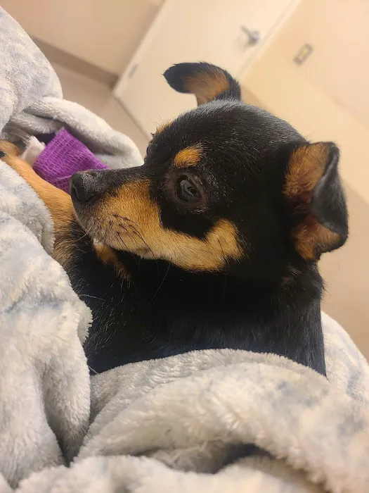 East Valley Emergency Pet Clinic Picture 4