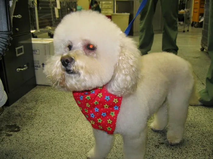 All Pets Medical and Surgical Center Picture 3