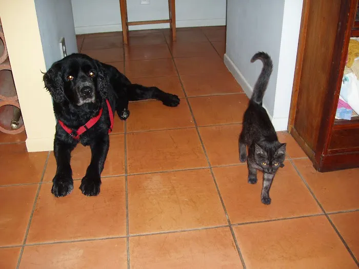 All Pets Medical and Surgical Center Picture 10