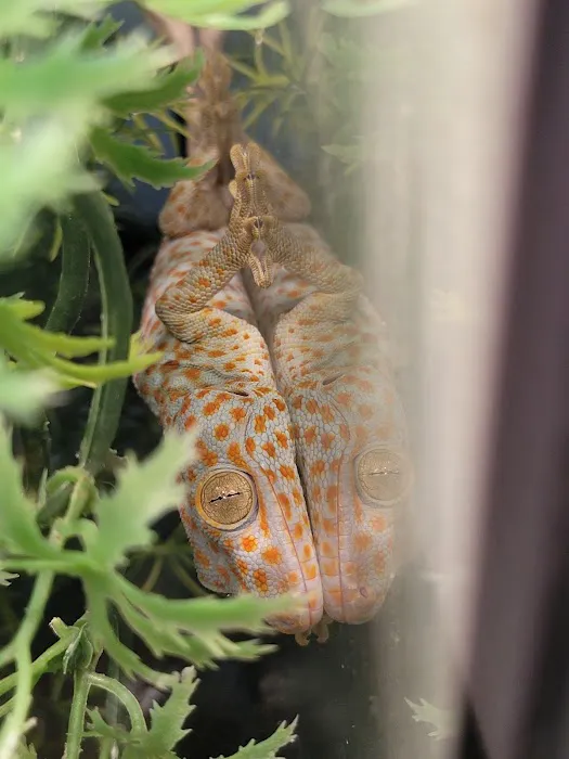 Pet World Picture 2