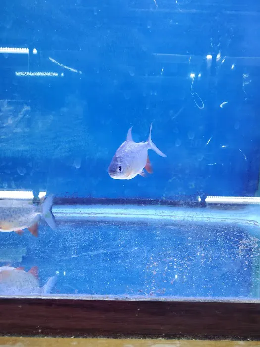 Pet World Picture 1
