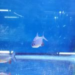 Pet World