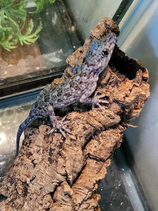 Pet World Picture 6