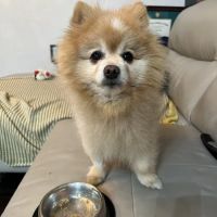 Grand Animal Hospital ico