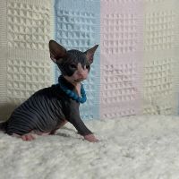 JRS Birthday Suit Sphynx ico