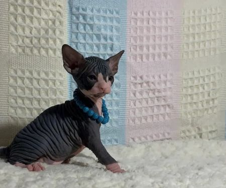 JRS Birthday Suit Sphynx