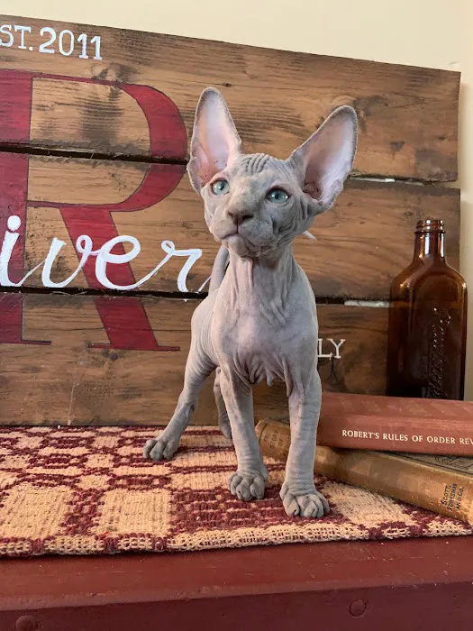 JRS Birthday Suit Sphynx Picture 4