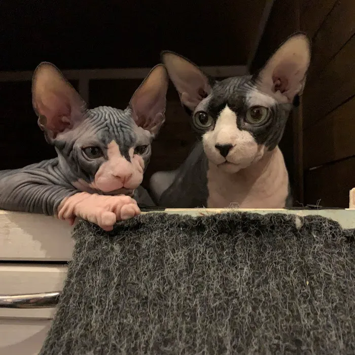 JRS Birthday Suit Sphynx Picture 3
