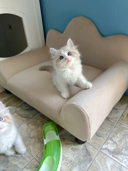 Bunnyboss cattery Picture 1