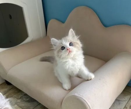 Bunnyboss cattery