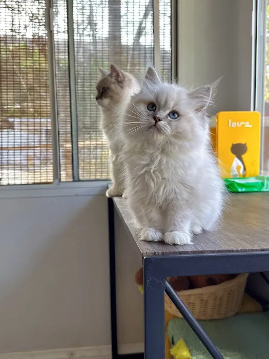 Bunnyboss cattery Picture 2