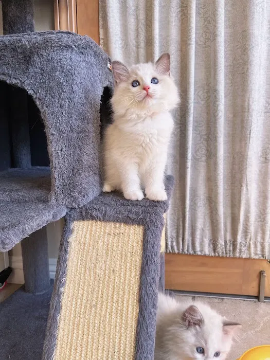 Bunnyboss cattery Picture 4