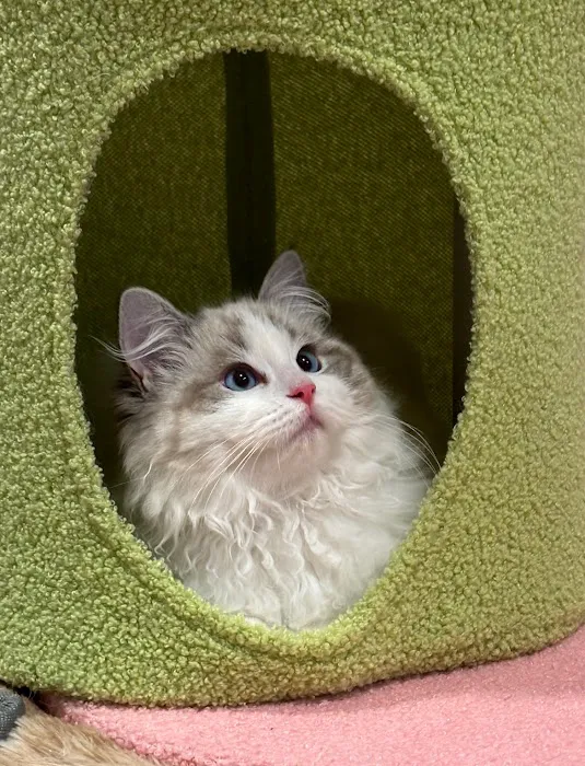 Bunnyboss cattery Picture 8