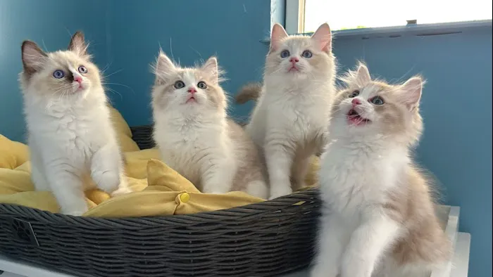 Bunnyboss cattery Picture 10