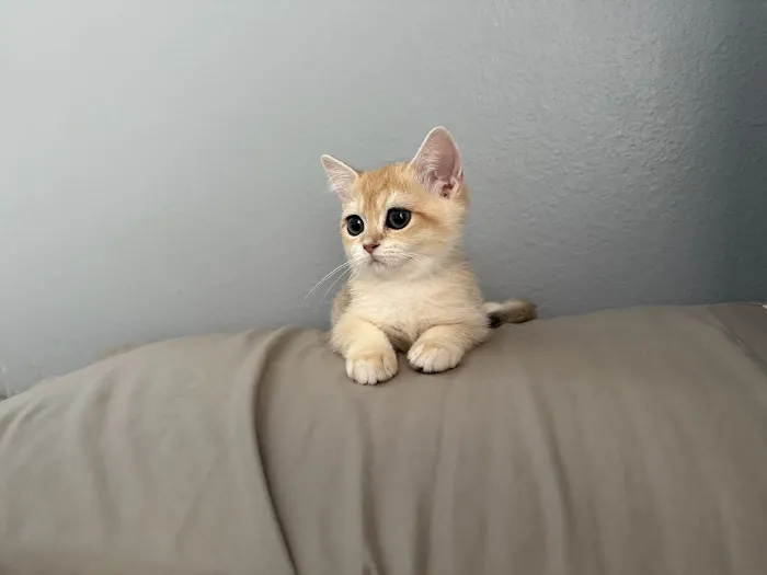 Bunnyboss cattery Picture 5