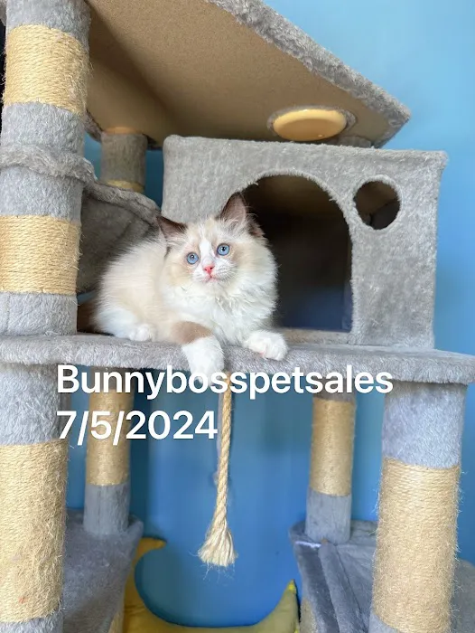 Bunnyboss cattery Picture 9