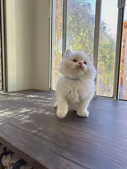 Bunnyboss cattery Picture 6