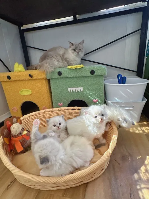 Bunnyboss cattery Picture 7