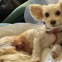TLC Animal Clinic ico