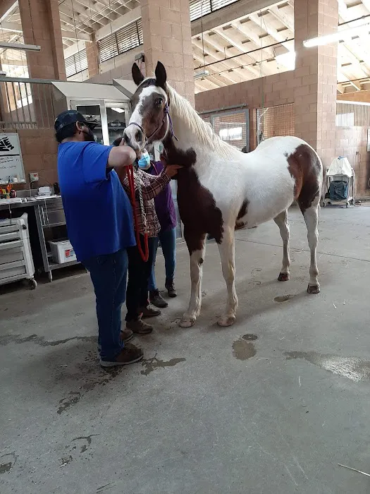 Chino Valley Equine Hospital Picture 8