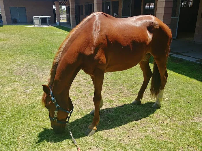 Chino Valley Equine Hospital Picture 6