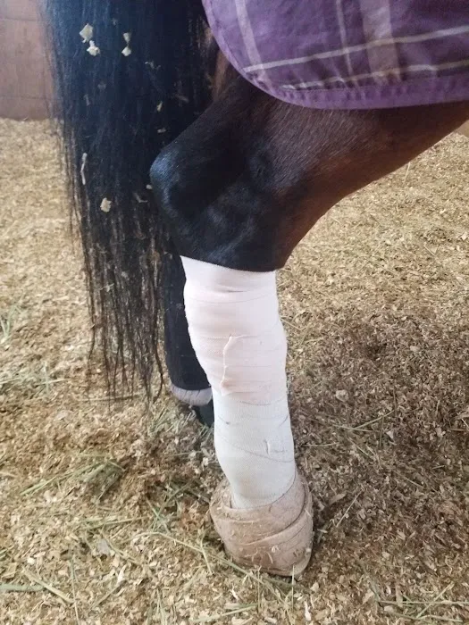 Chino Valley Equine Hospital Picture 9