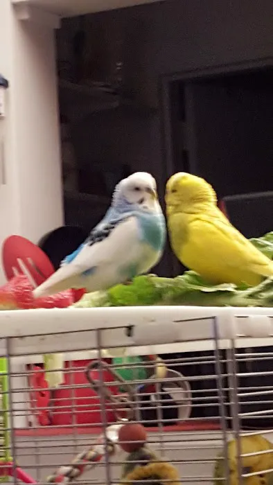 My Safe Bird Store Picture 2